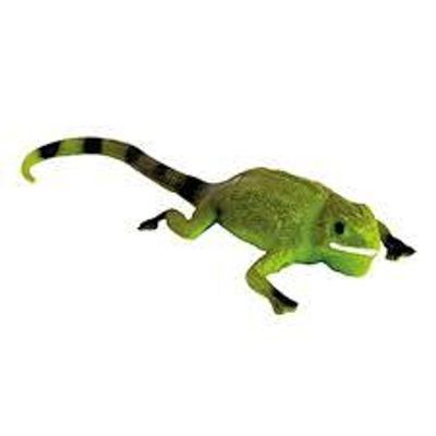 Colour Change Lizards