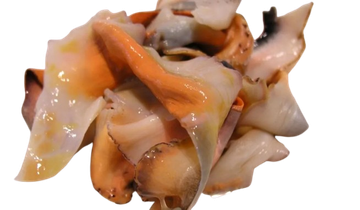 Conch (lambi)